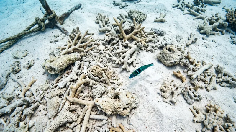 Bleached and broken coral fragments scattered on sandy seabed