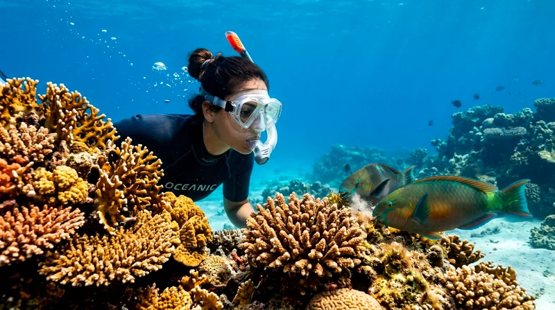 Snorkeler viewing coral with excellent underwater visibility at Koh Tan